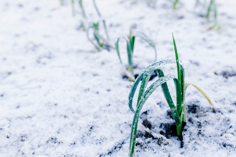 servicio de jardinería en invierno