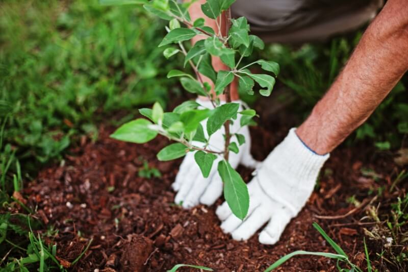 Errores en el cuidado de las plantas