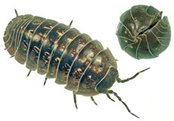 Insectos de jardín
