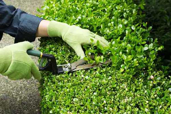 Mantenimiento de jardines en madrid